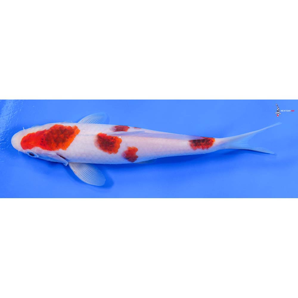 7” Imported Goromo - Image 4