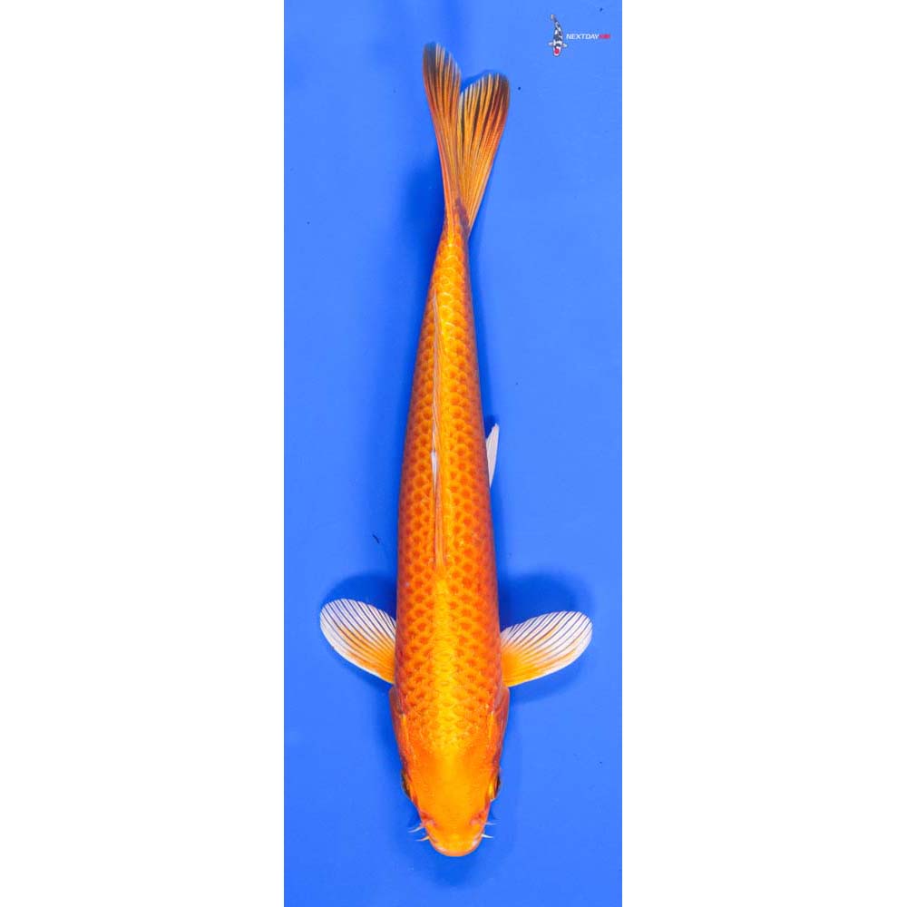 8” Imported Orenji Ogon