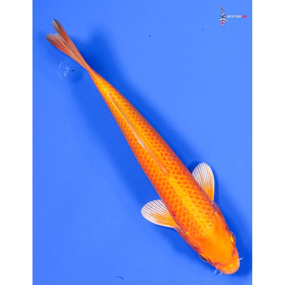 8” Imported Orenji Ogon - Image 3