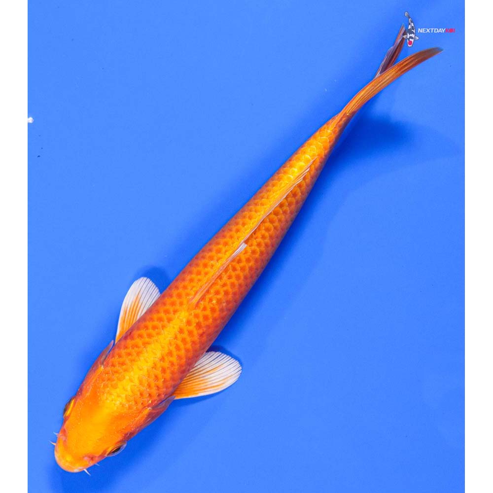 8” Imported Orenji Ogon - Image 5