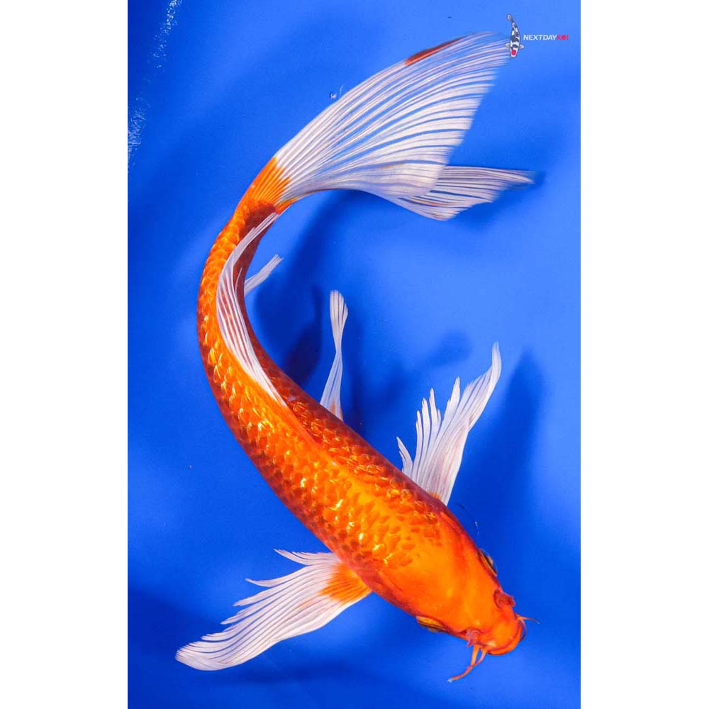 11.5” Imported Gin Rin Orenji Ogon Butterfly Koi