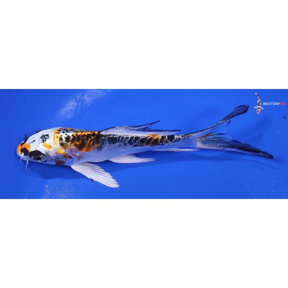 4.5” Imported Doitsu Kujaku Butterfly Koi - Image 2
