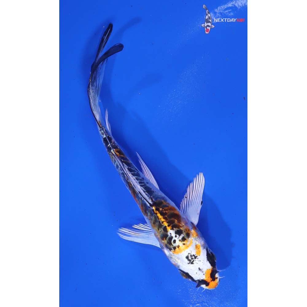 4.5” Imported Doitsu Kujaku Butterfly Koi - Image 3