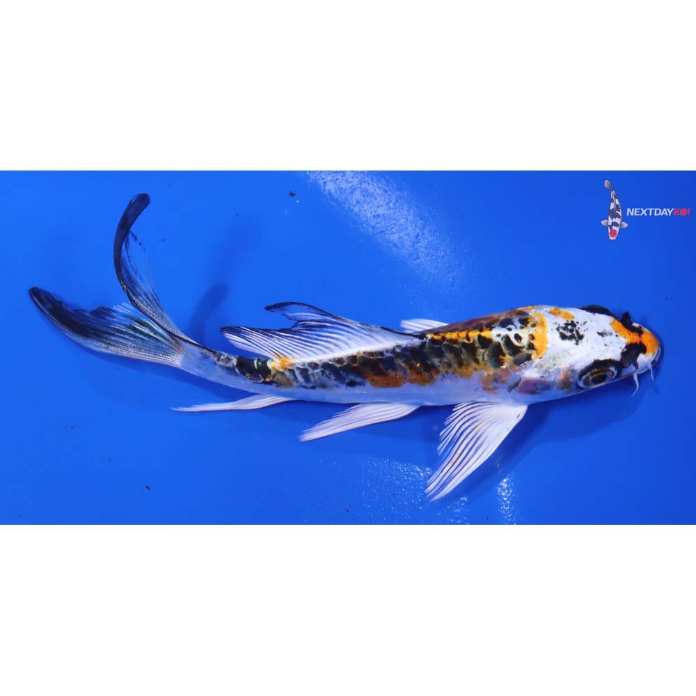 4.5” Imported Doitsu Kujaku Butterfly Koi - Image 4