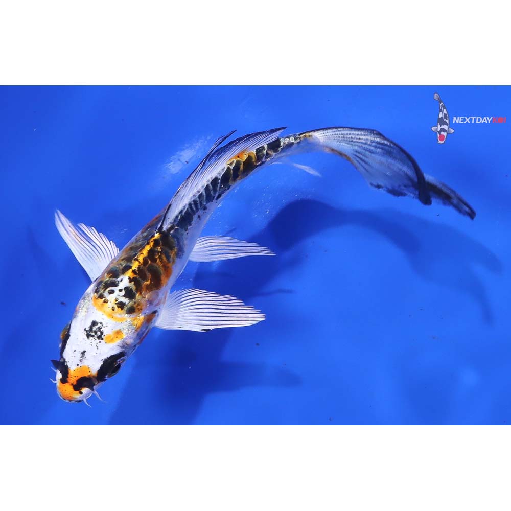 4.5” Imported Doitsu Kujaku Butterfly Koi - Image 5
