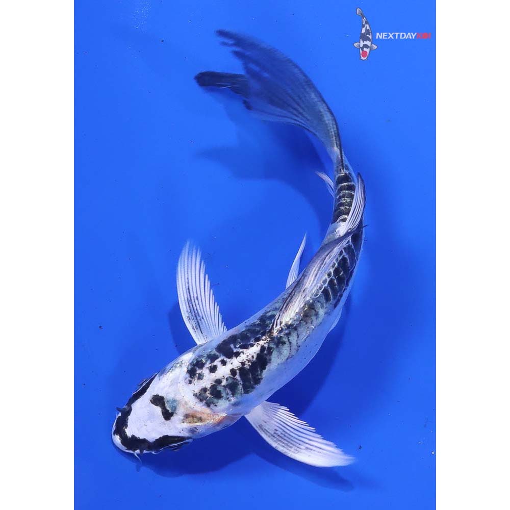 4.5” Imported Doitsu Gin Matsuba Butterfly Koi