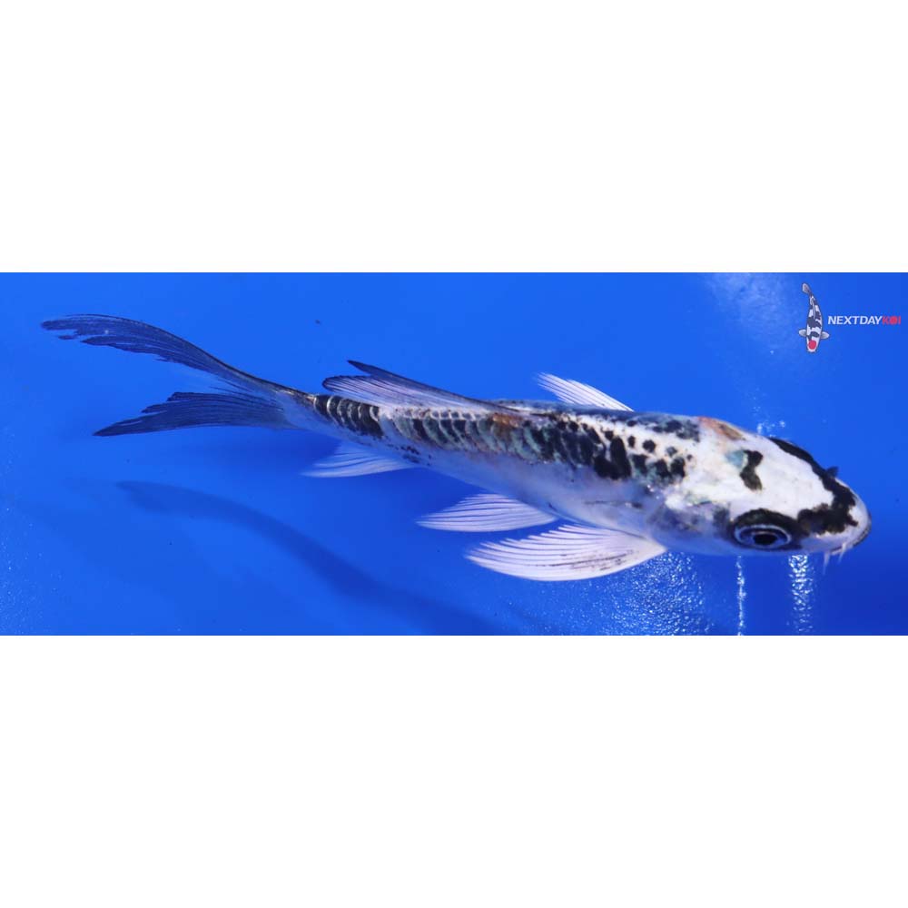 4.5” Imported Doitsu Gin Matsuba Butterfly Koi - Image 2