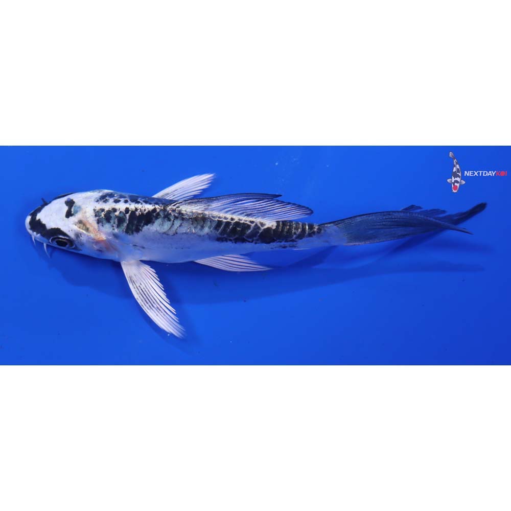 4.5” Imported Doitsu Gin Matsuba Butterfly Koi - Image 4