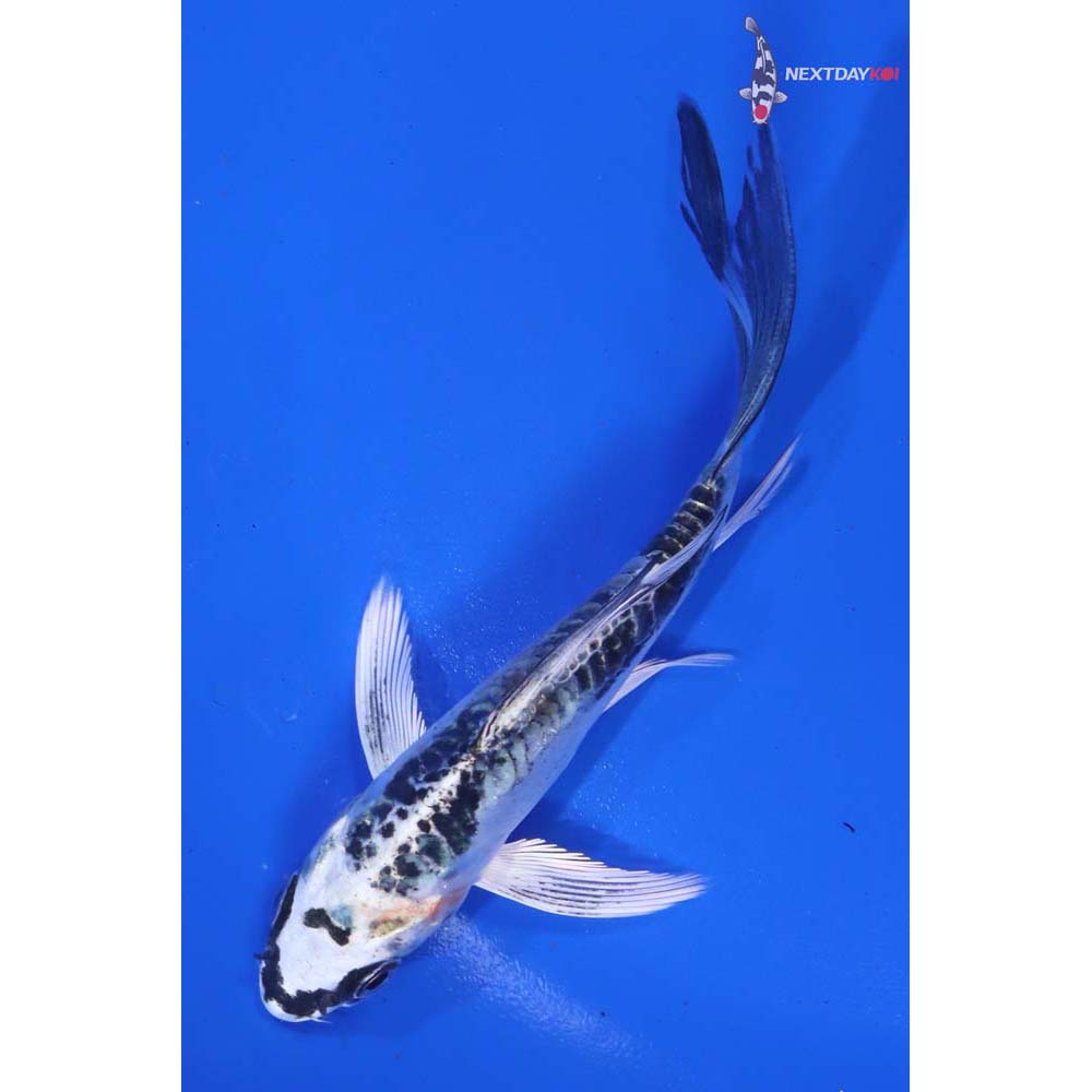 4.5” Imported Doitsu Gin Matsuba Butterfly Koi - Image 5