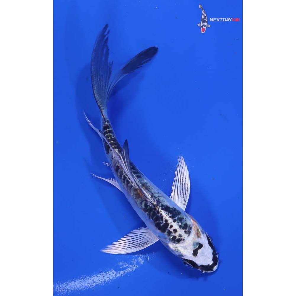 4.5” Imported Doitsu Gin Matsuba Butterfly Koi - Image 6
