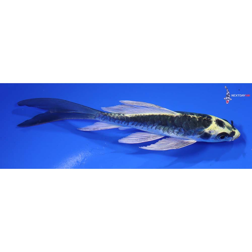 5” Imported Kin Kikokuryu Butterfly Koi - Image 2