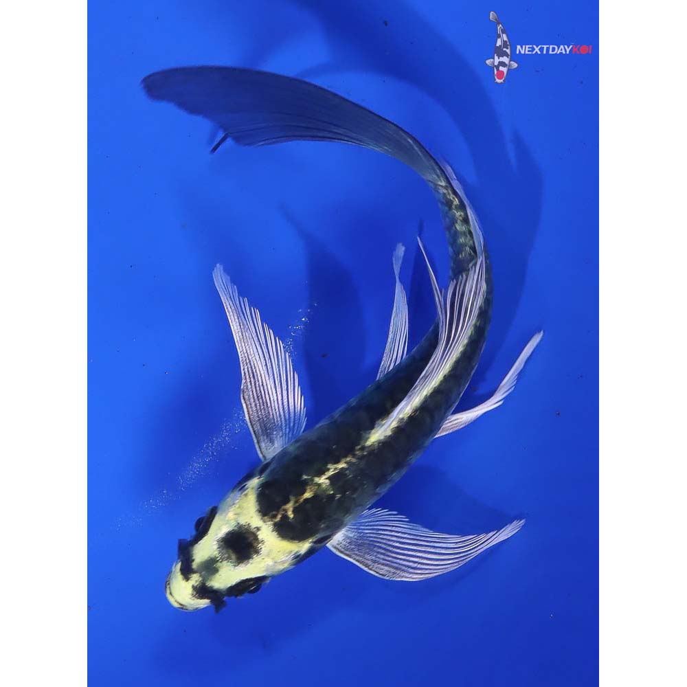 5” Imported Kin Kikokuryu Butterfly Koi - Image 3