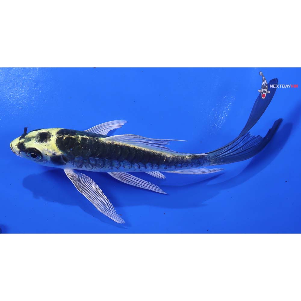 5” Imported Kin Kikokuryu Butterfly Koi - Image 4