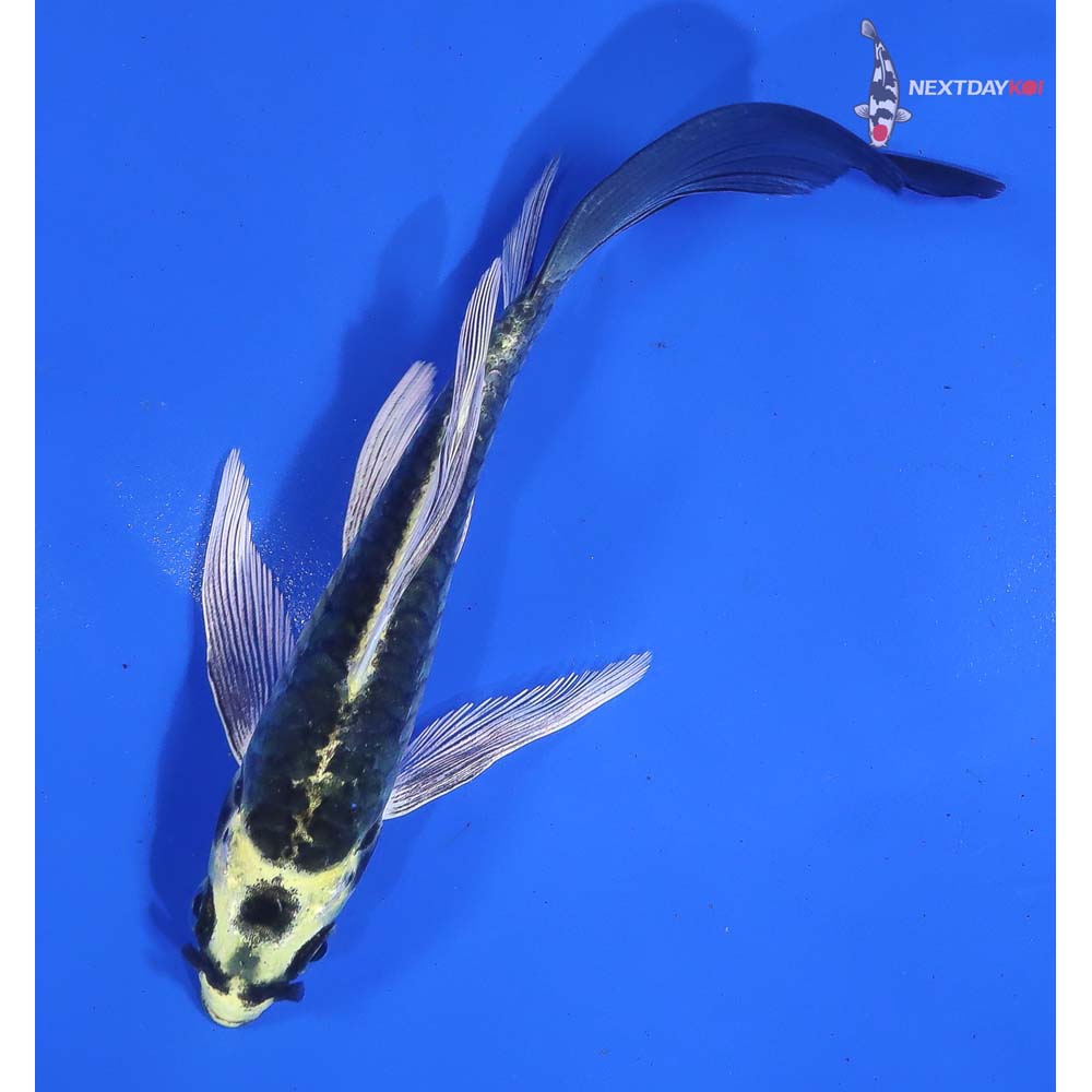 5” Imported Kin Kikokuryu Butterfly Koi - Image 5