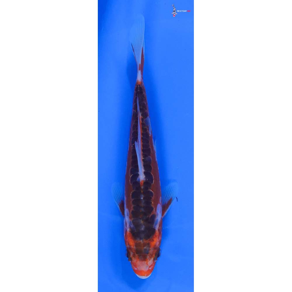 5” Imported Hana Shusui