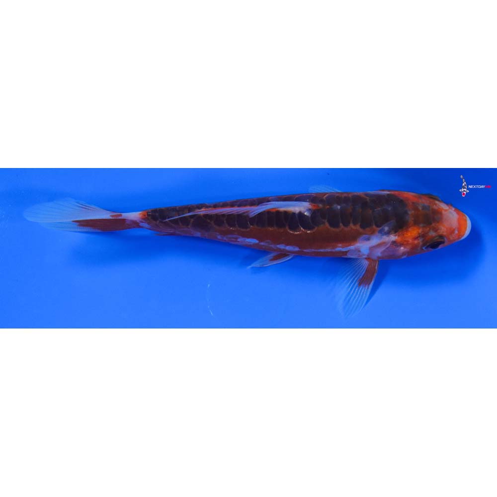 5” Imported Hana Shusui - Image 2