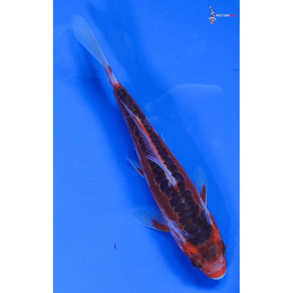 5” Imported Hana Shusui - Image 3