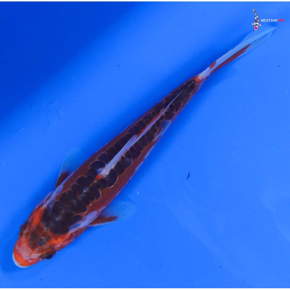 5” Imported Hana Shusui - Image 5