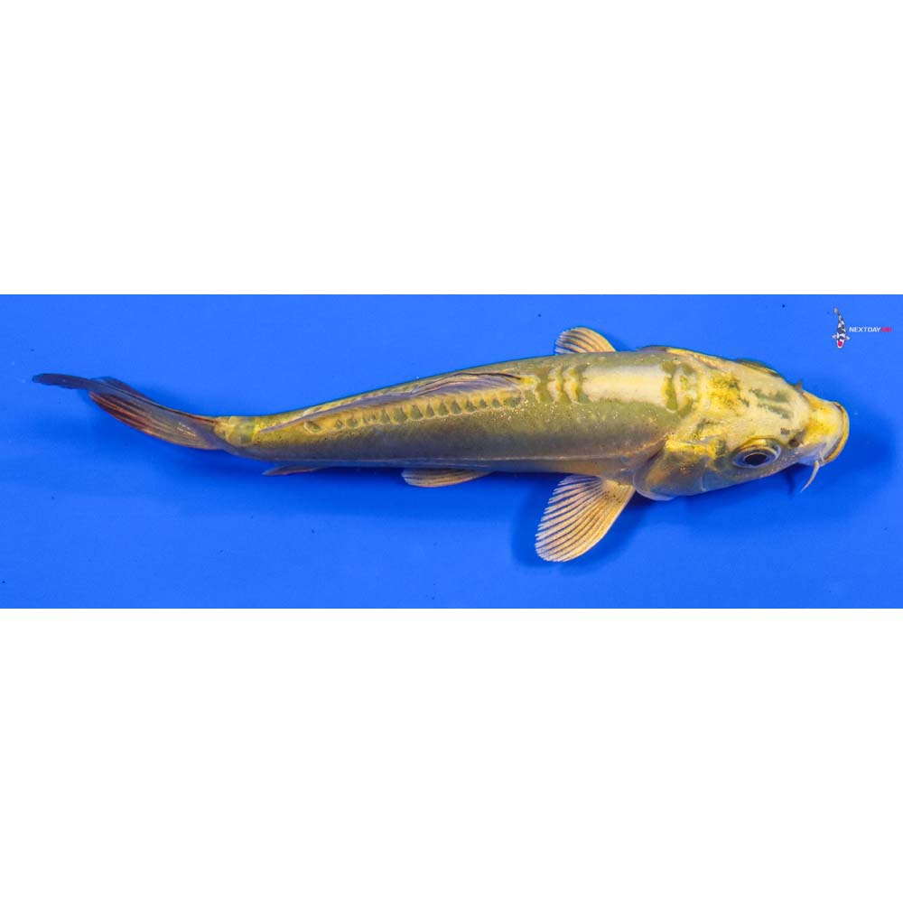 5” Imported Doitsu Ki Matsuba - Image 2