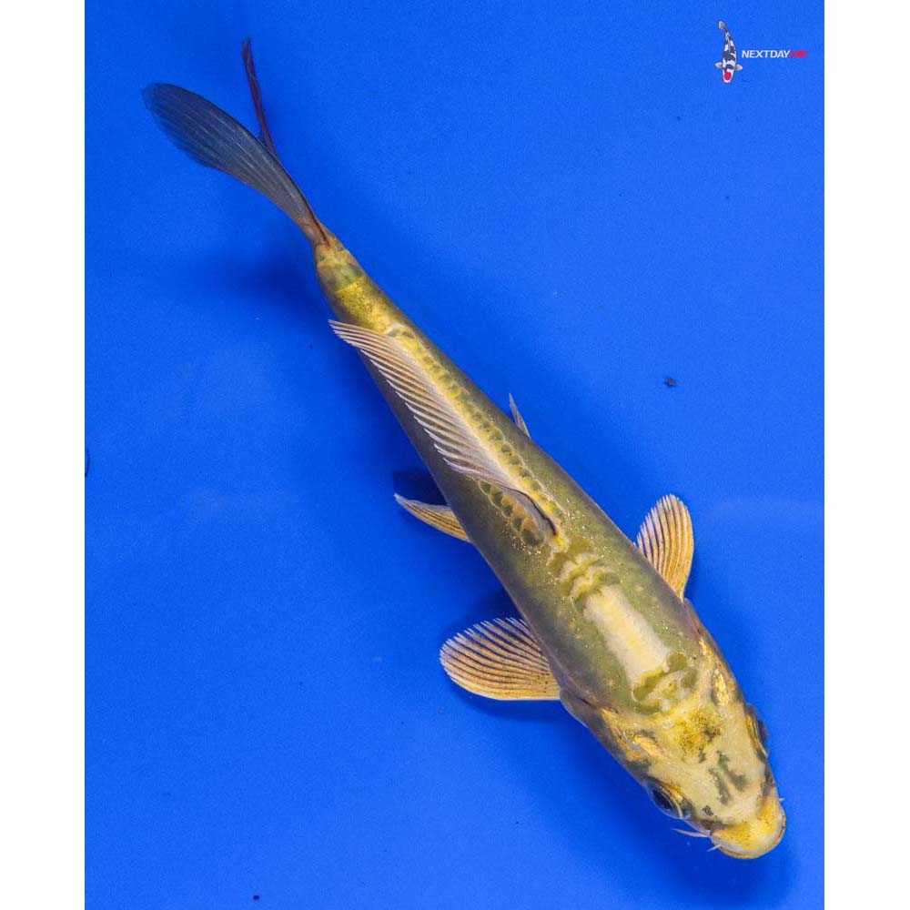 5” Imported Doitsu Ki Matsuba - Image 3