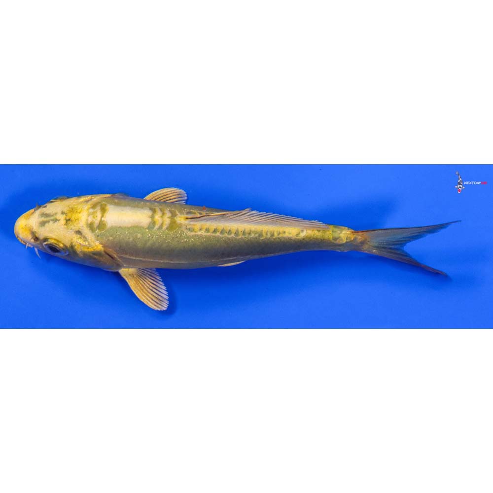 5” Imported Doitsu Ki Matsuba - Image 4