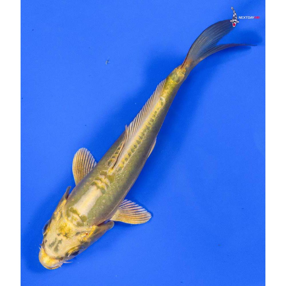 5” Imported Doitsu Ki Matsuba - Image 5