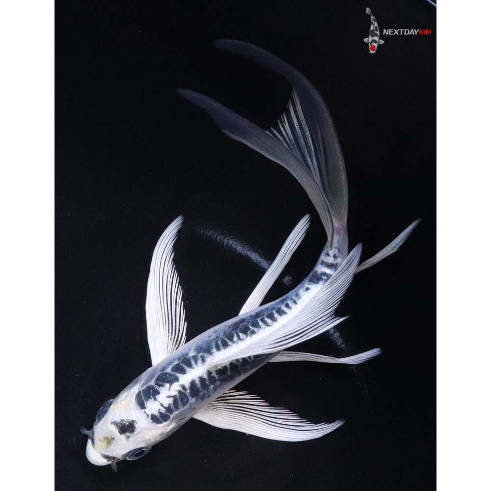 6.5” Imported Doitsu Blue Gin Matsuba Butterfly Koi