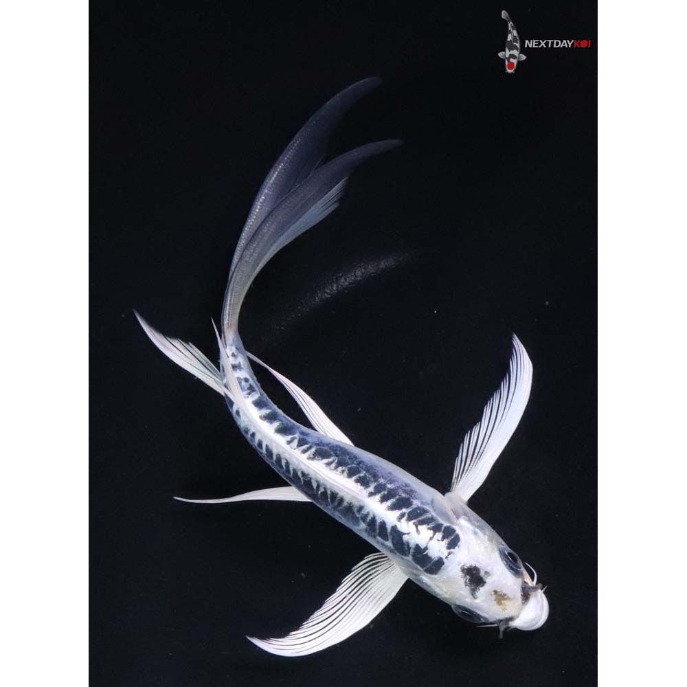 6.5” Imported Doitsu Blue Gin Matsuba Butterfly Koi - Image 3