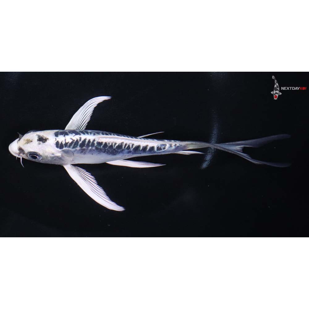 6.5” Imported Doitsu Blue Gin Matsuba Butterfly Koi - Image 4