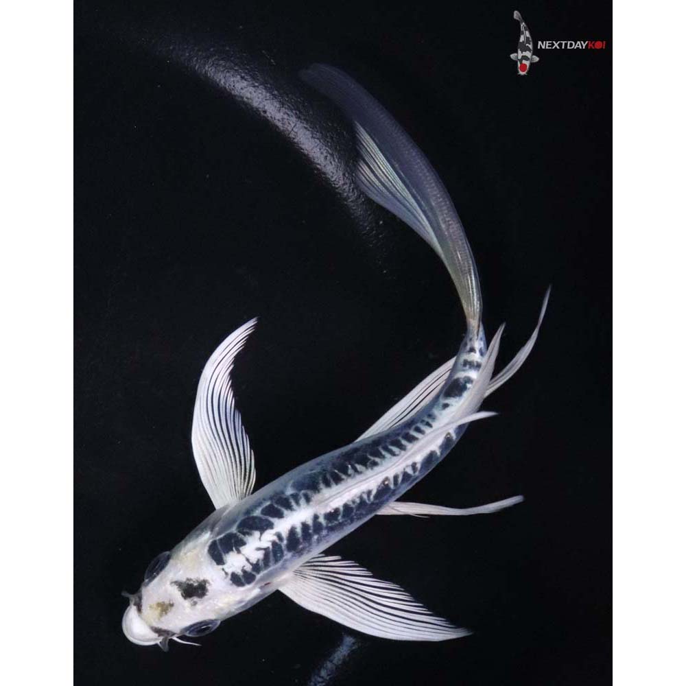 6.5” Imported Doitsu Blue Gin Matsuba Butterfly Koi - Image 5