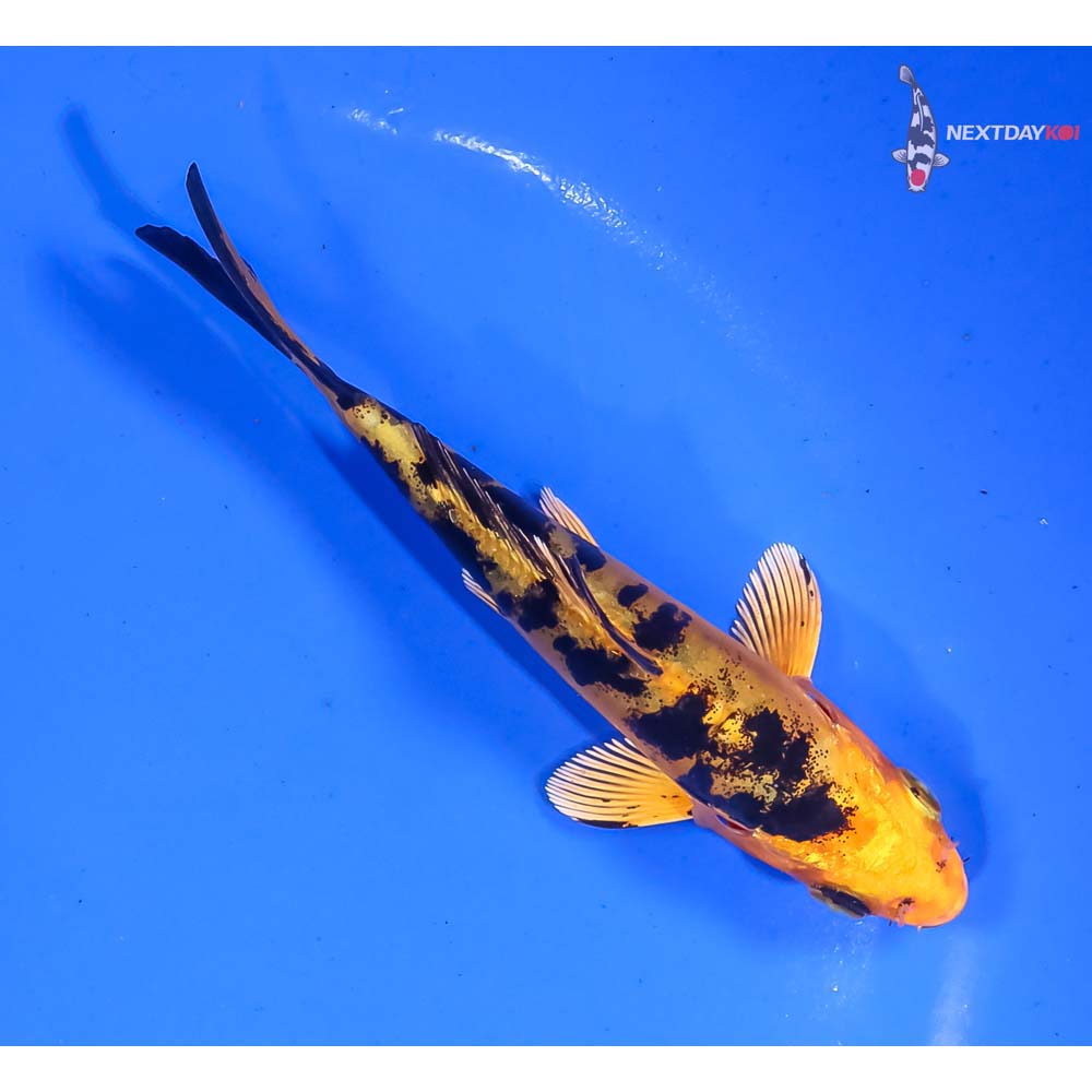 4” Imported Doitsu Kin Aka Bekko - Image 3