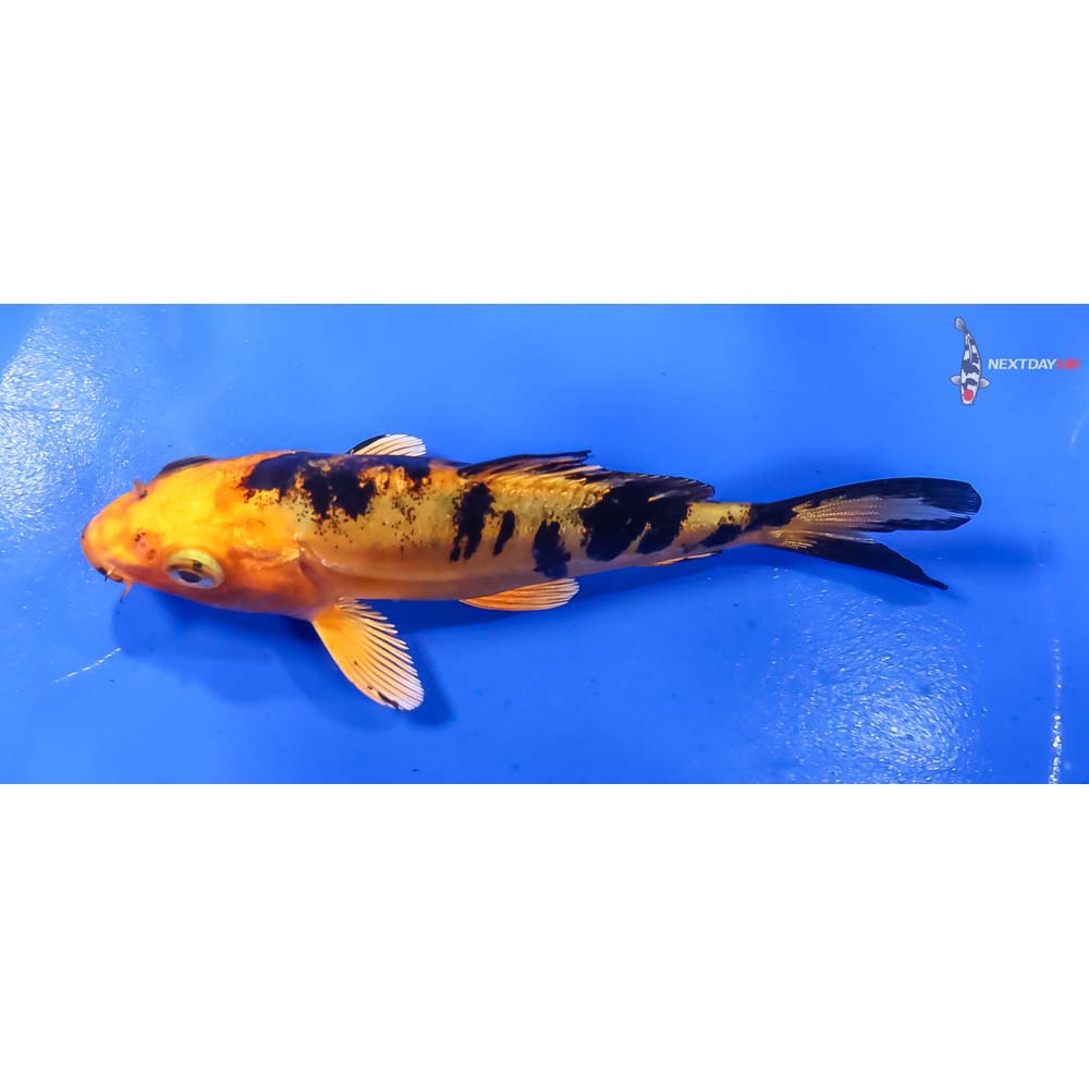 4” Imported Doitsu Kin Aka Bekko - Image 4