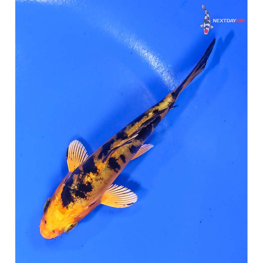 4” Imported Doitsu Kin Aka Bekko - Image 5