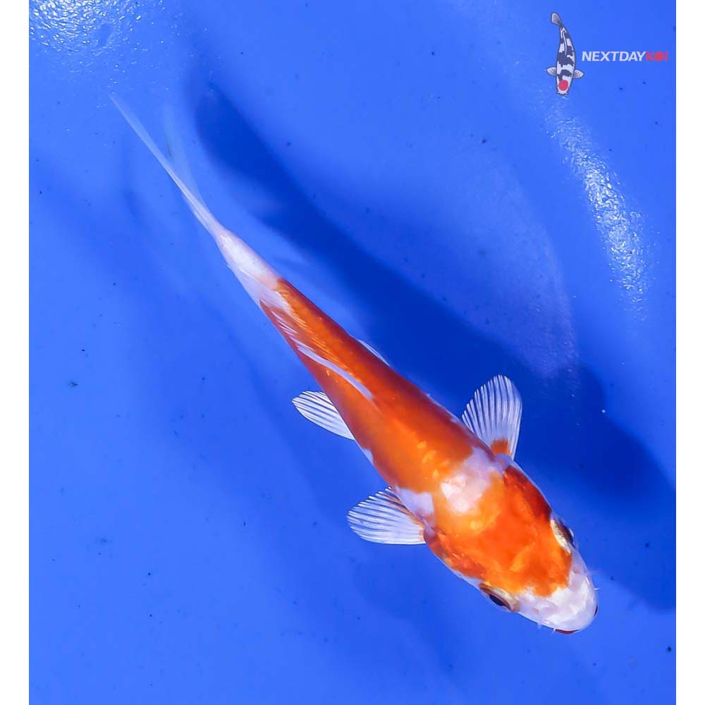 4” Imported Kikusui - Image 3