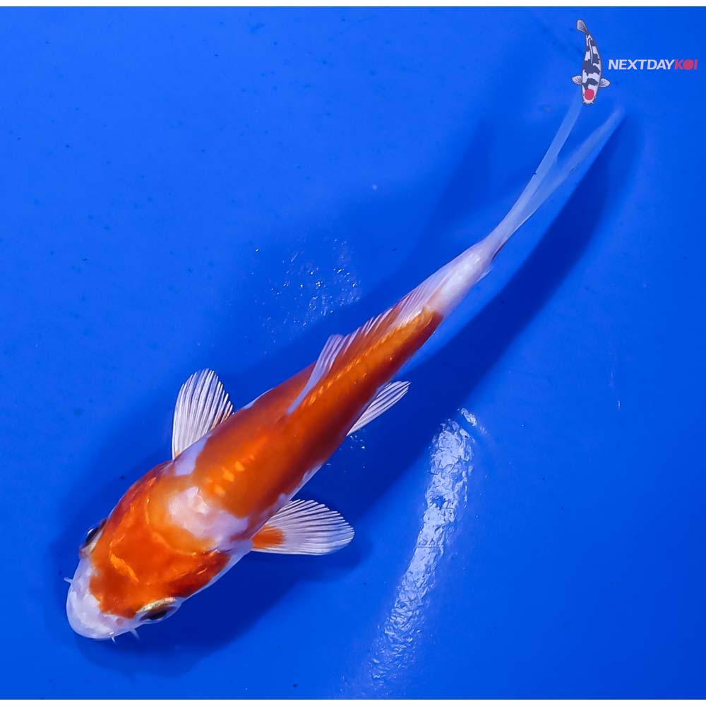 4” Imported Kikusui - Image 5