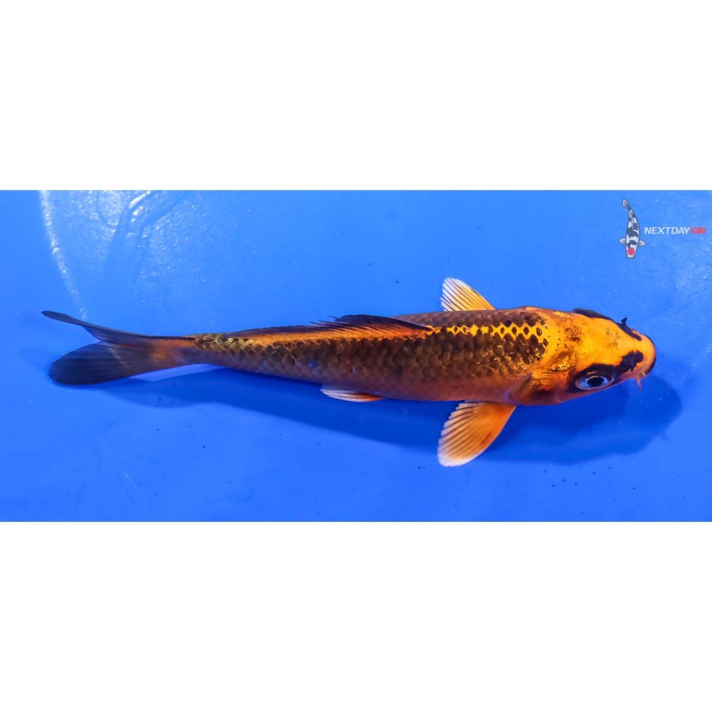 4” Imported Orenji Matsuba - Image 2