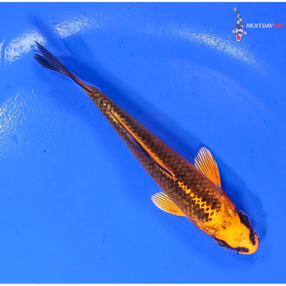 4” Imported Orenji Matsuba - Image 3