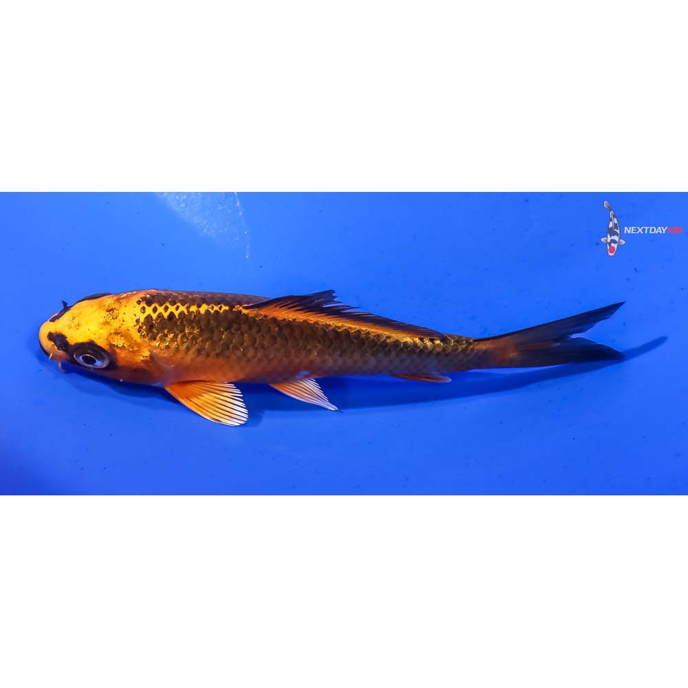 4” Imported Orenji Matsuba - Image 4