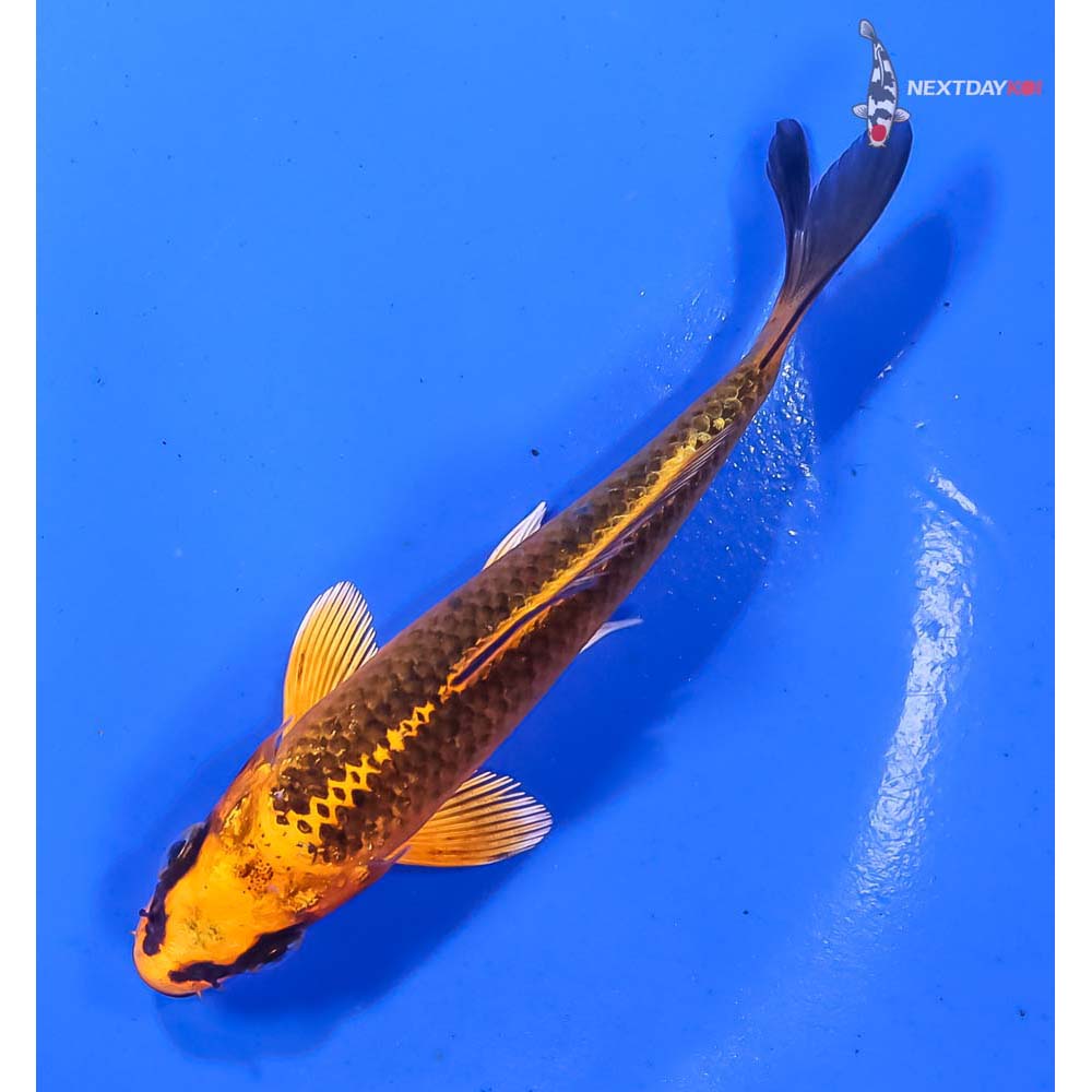 4” Imported Orenji Matsuba - Image 5