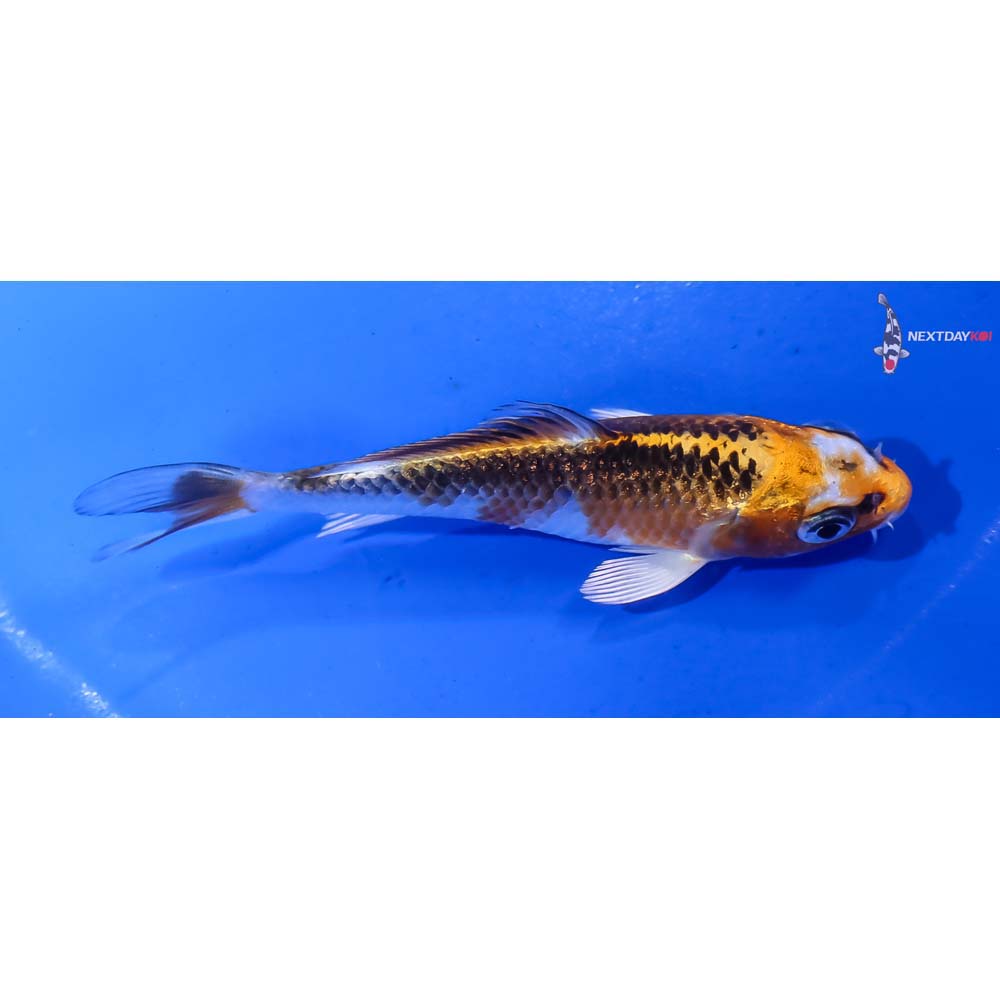 4” Imported Gin Rin Kujaku - Image 2