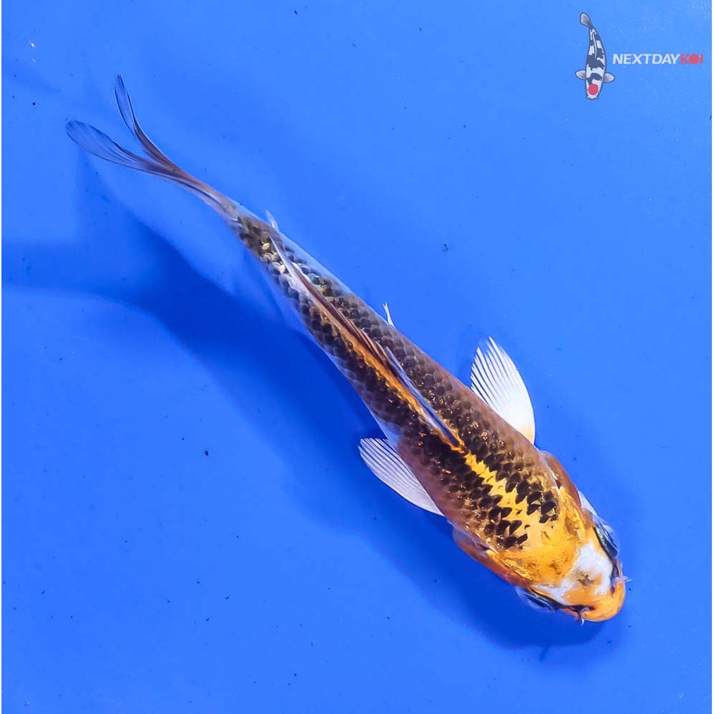 4” Imported Gin Rin Kujaku - Image 3