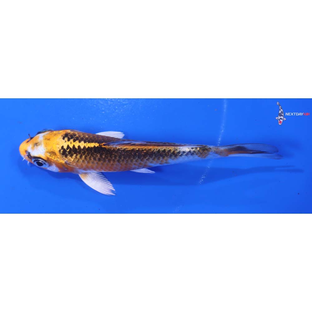 4” Imported Gin Rin Kujaku - Image 4