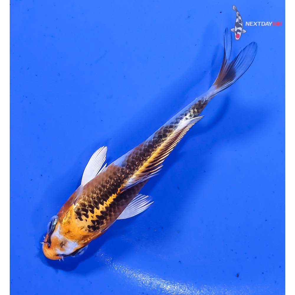 4” Imported Gin Rin Kujaku - Image 5