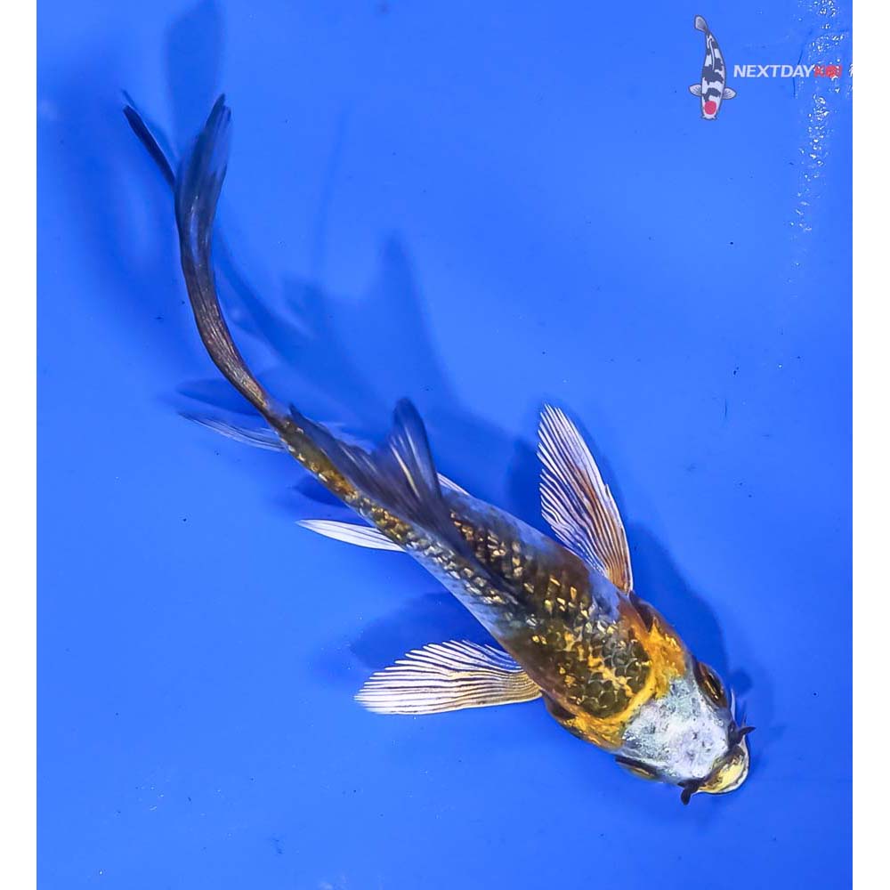 3” Imported Gin Rin Kujaku Butterfly Koi