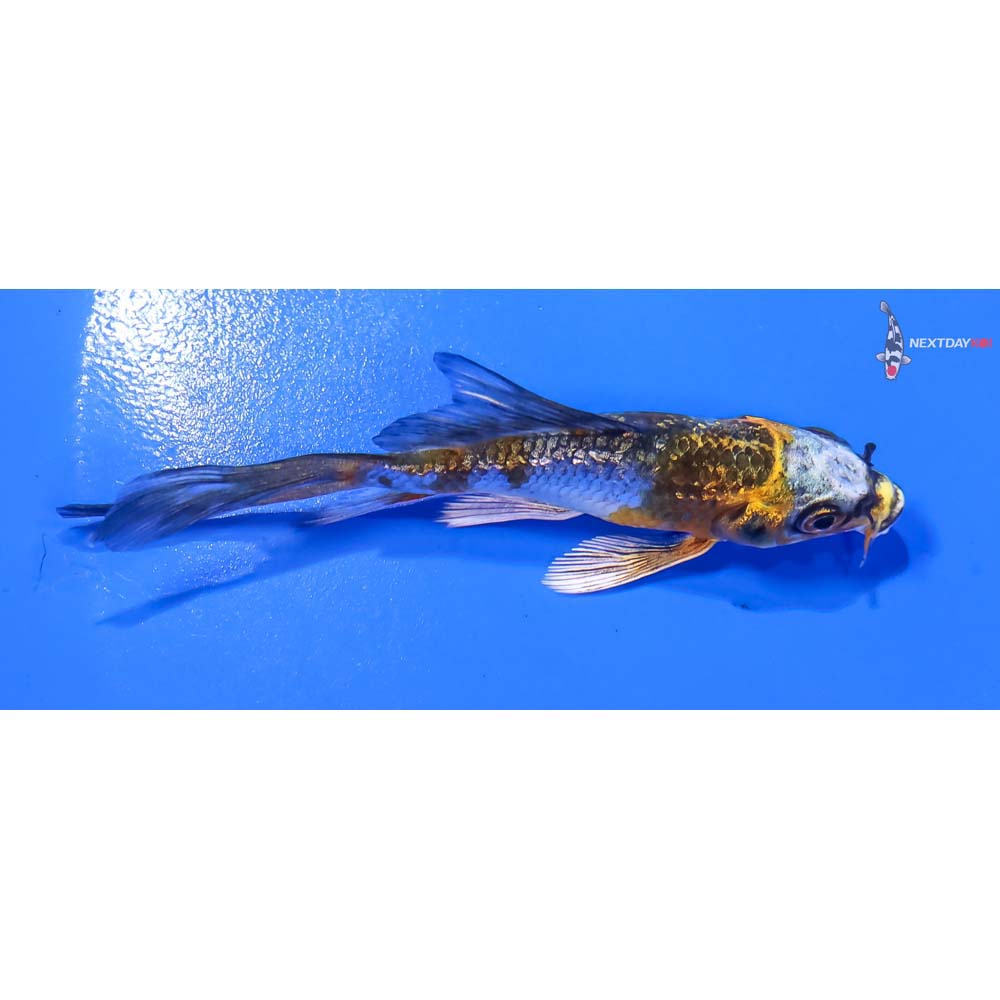 3” Imported Gin Rin Kujaku Butterfly Koi - Image 2
