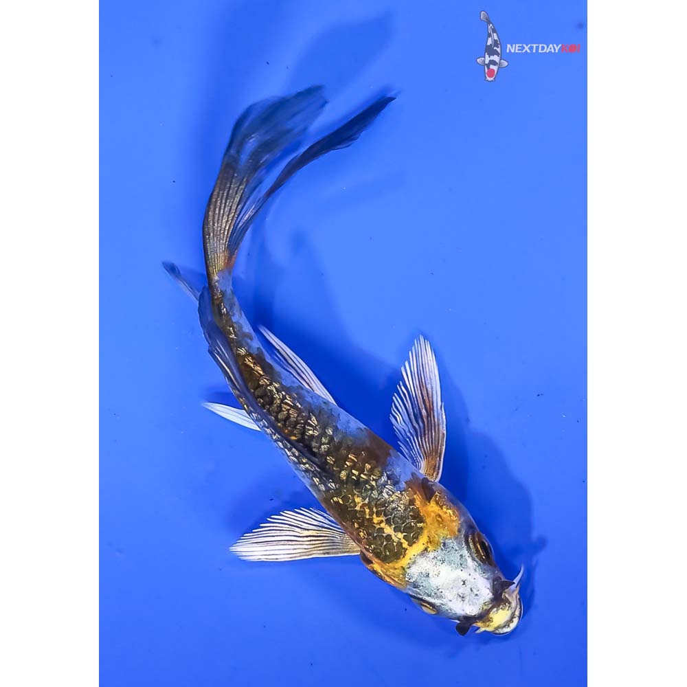 3” Imported Gin Rin Kujaku Butterfly Koi - Image 3
