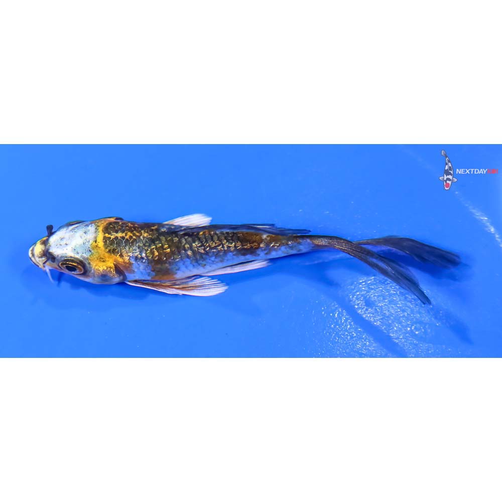 3” Imported Gin Rin Kujaku Butterfly Koi - Image 4