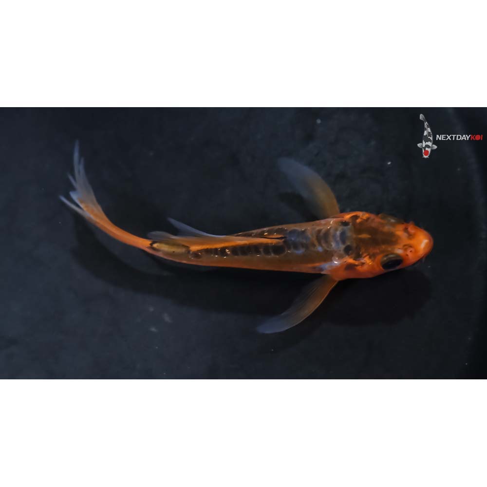 3.5” Imported Shusui Butterfly Koi - Image 2