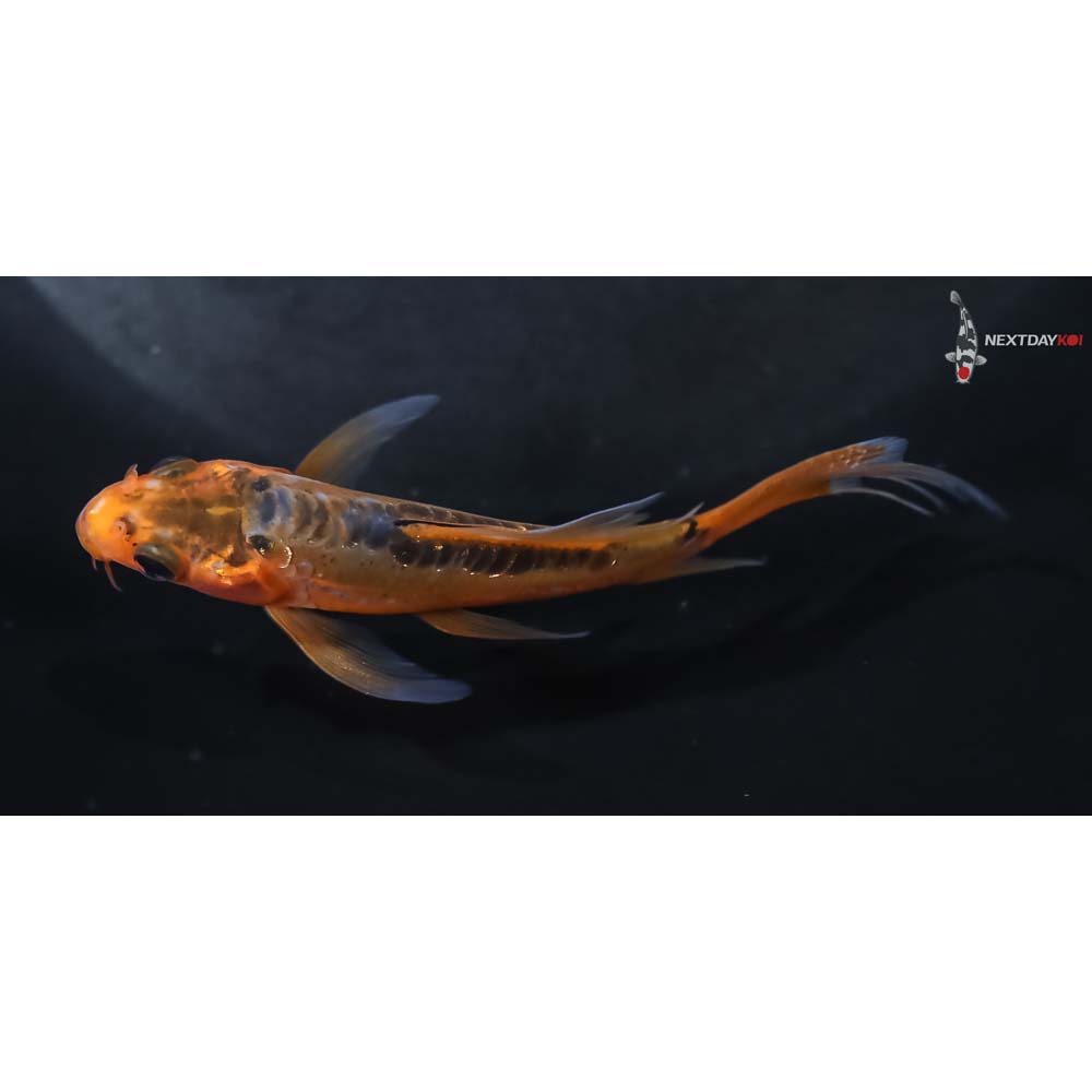 3.5” Imported Shusui Butterfly Koi - Image 4