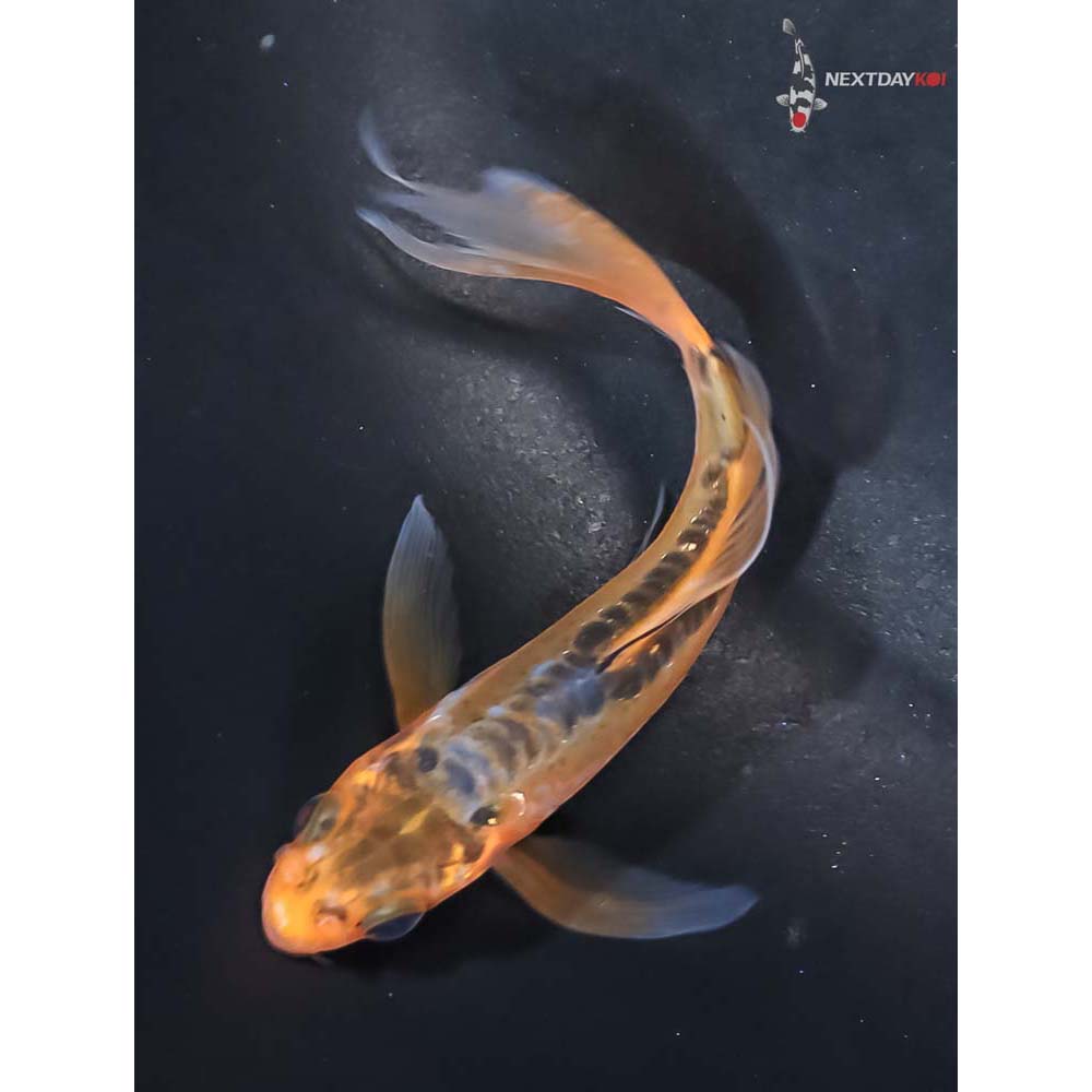 3.5” Imported Shusui Butterfly Koi - Image 5